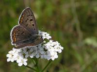 motyl