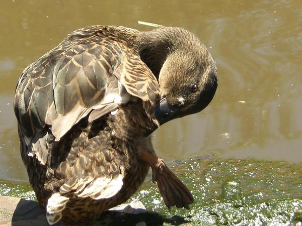 Anas platyrhynchos,Mallard,Krzyzowka