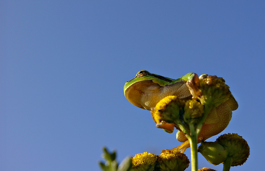 Najpiekniejszy polski płaz (Hyla arborea)