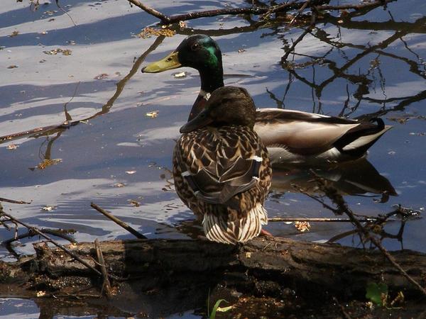 Anas platyrhynchos,Mallard,Krzyzowka