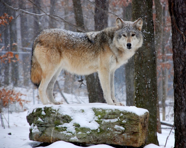 Shania The Tundra wolf