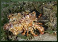 Red Sea anemone hermit crab (Dardanus tinctor)