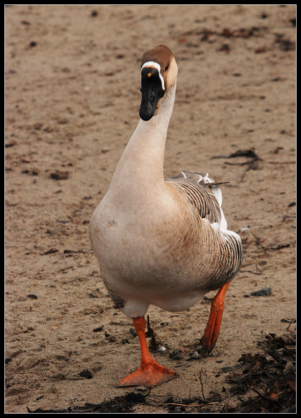 swan goose