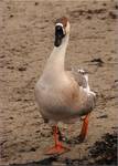 swan goose