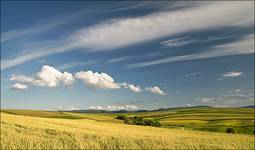 Przefrunęło nad polami niebo...