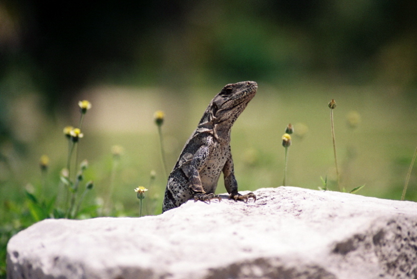 Iguana,Tulum