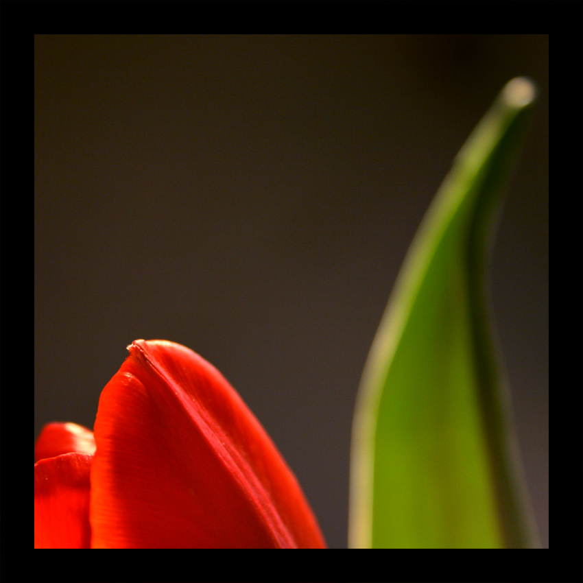 tulip01