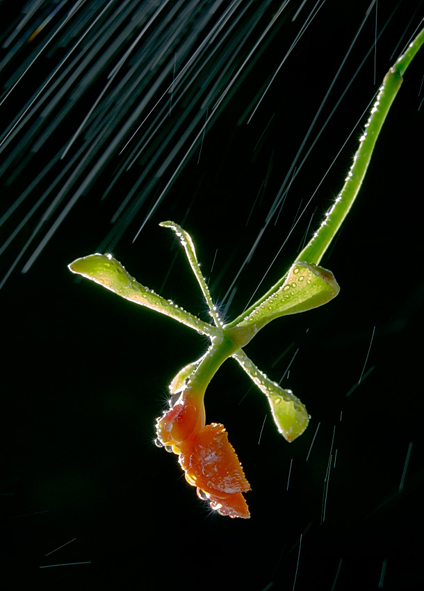 Epidendrum pseudopidendrum