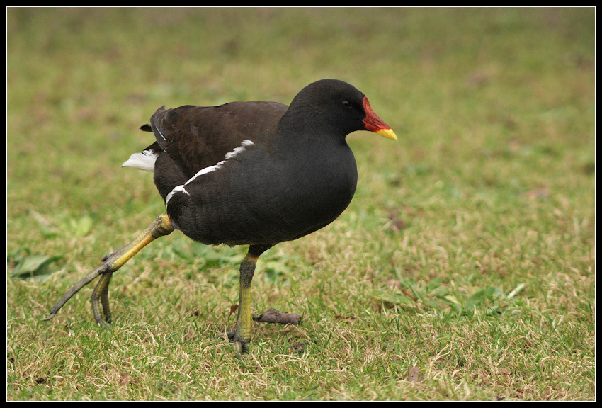 Moorhen