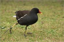 Moorhen