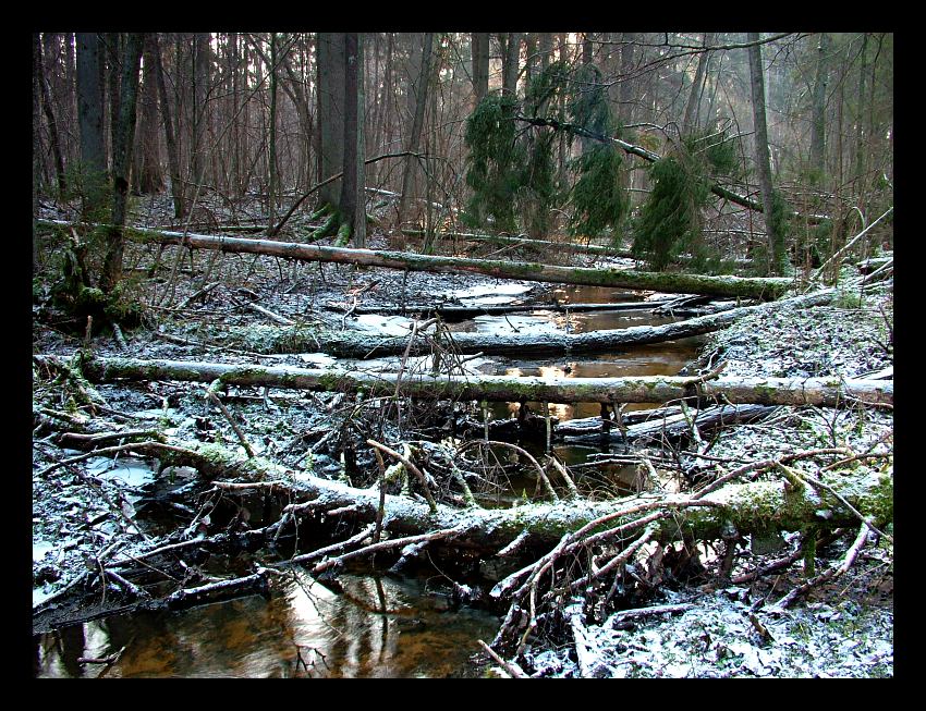 strumień Migówka