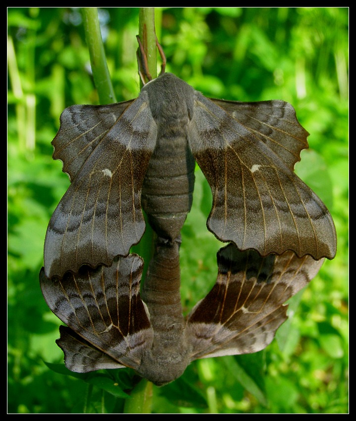 Nastrosz topolowiec (Laothoe populi)