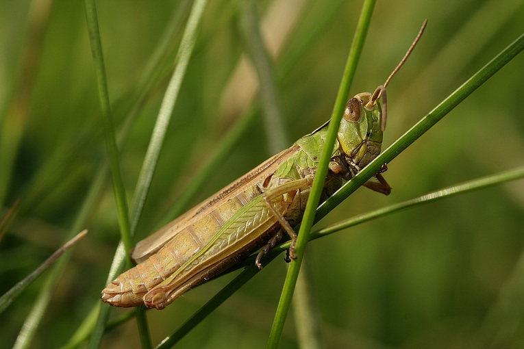 grasshopper