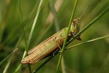 grasshopper