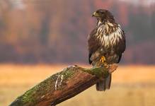 buteo