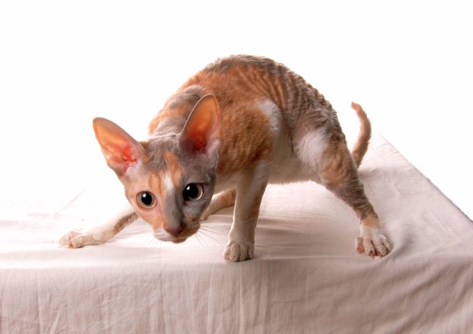 Cornish Rex