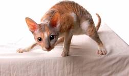 Cornish Rex