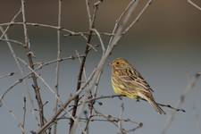 Trznadel (Emberiza citrinella)