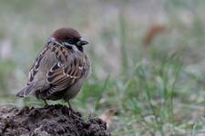 Mazurek (Passer montanus)