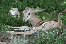 Springbok Baby