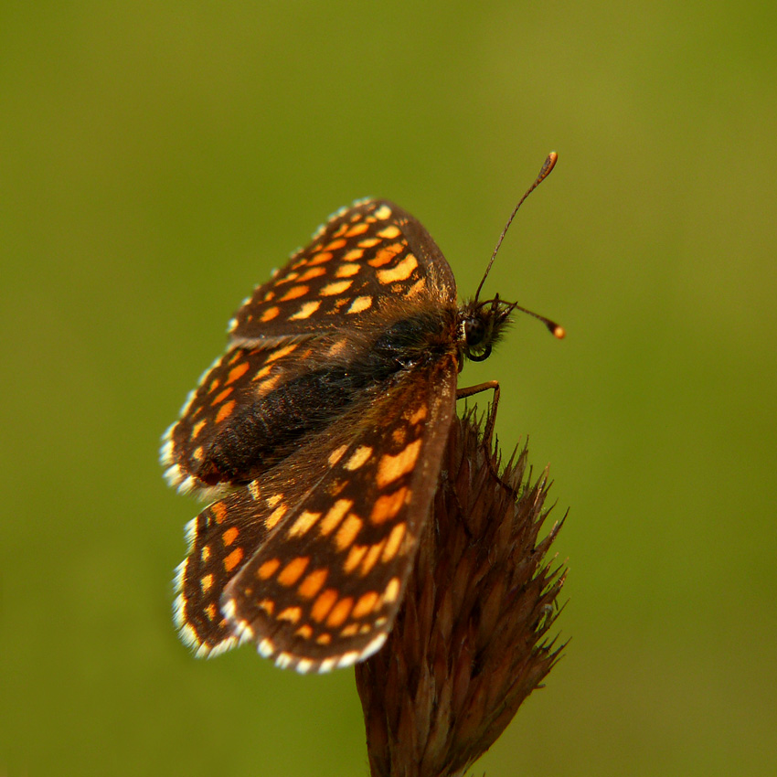 motyl