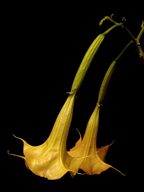 Datura....