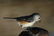 Sikorka dwubarwna, Parus bicolor, Tufted Titmouse