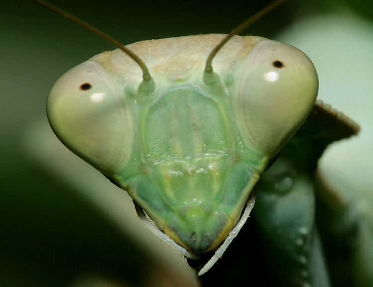 Sphodromantis gastrica