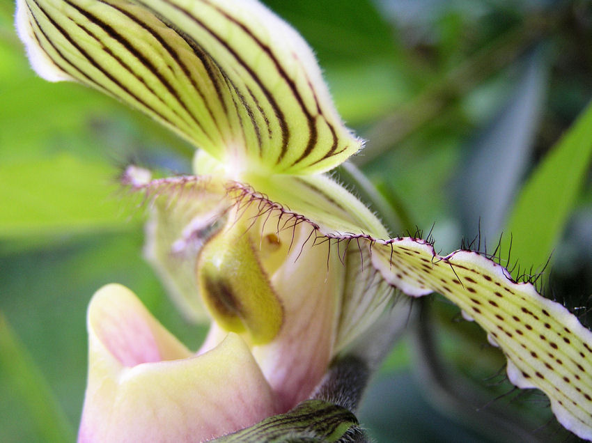 Paphiopedilum