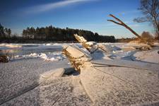 Narew