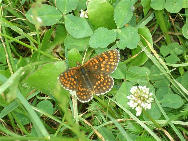 motyl621