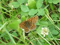 motyl