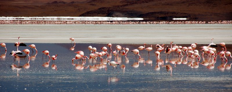 Flamingos