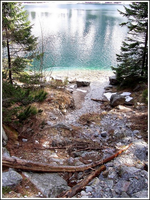 Morkie Oko...