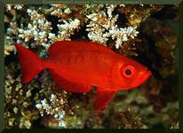 Crescent-tail bigeye (Priacanthus hamrur)