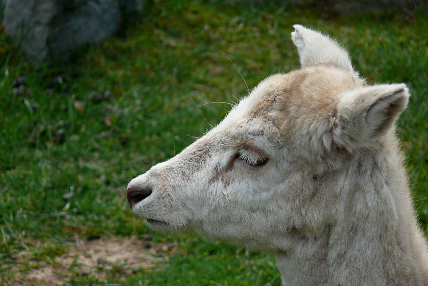 w zamojskim zoo