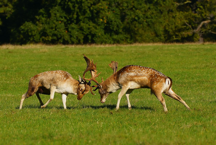 potyczka