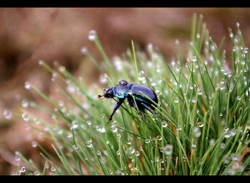 Geotrupes vernalis - Żuk wiosenny