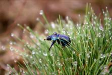 Geotrupes vernalis - Żuk wiosenny