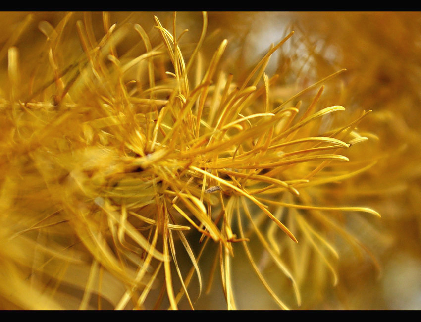 Larix decidua