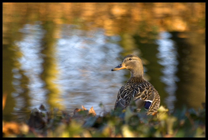 To duck or not to duck...