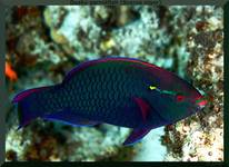 Dusky parrotfish (Scarus niger)