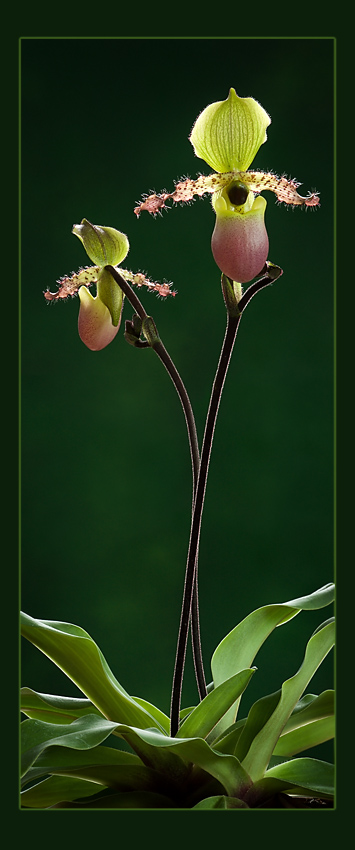 Paphiopedilum