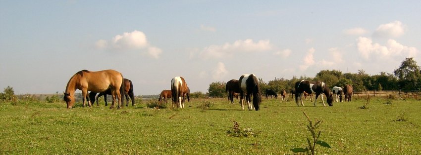 Panoramicznie