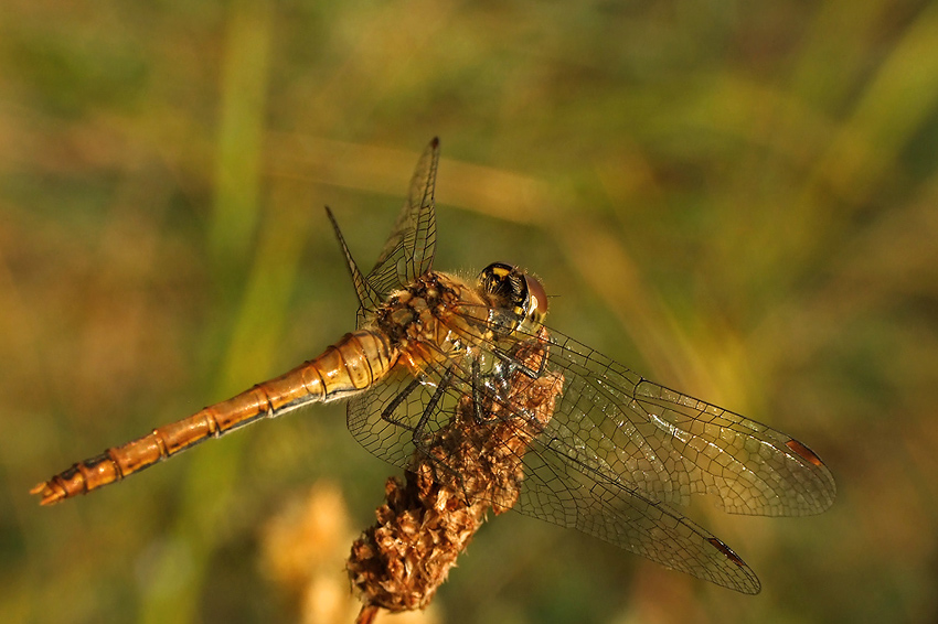 Majestic Dragonfly