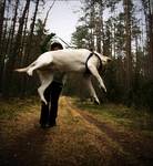 flying dog