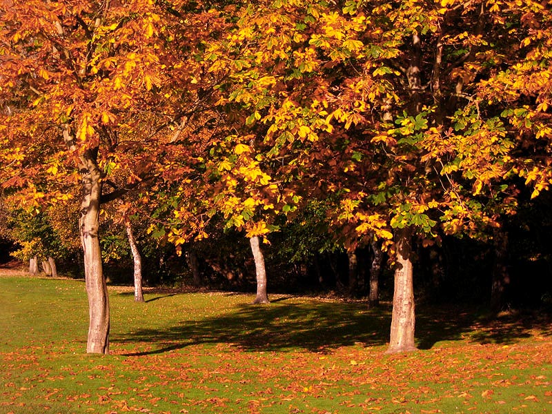 Jesień w Seaton Park