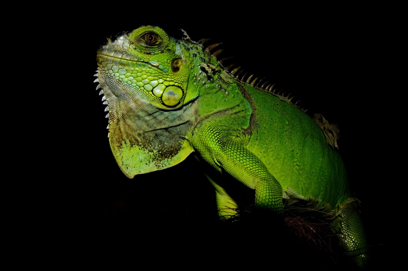 Iguana Iguana