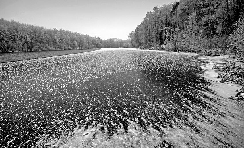 Drugi milion śnieznych stokrotek