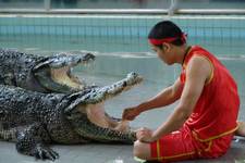 Croc Show w BKK\\\'u - XII 2007